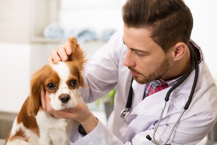 Wer feststellt, dass sein Hund dauerhaft einen sehr unangenehmen Körpergeruch hat, der sollte mit dem Tier zum Tierarzt gehen, um körperliche Ursachen auszuschließen. (#02)