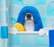 Hundegeruch aus Wohnung entfernen: diese Tipps helfen