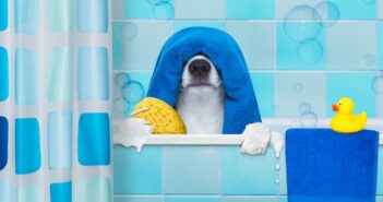 Hundegeruch aus Wohnung entfernen: diese Tipps helfen