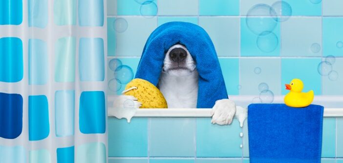 Hundegeruch aus Wohnung entfernen: diese Tipps helfen