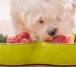 Lebensmittel für Hunde: Was darf mein Hund essen und was ist verboten?