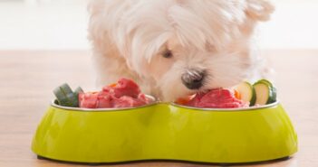 Lebensmittel für Hunde: Was darf mein Hund essen und was ist verboten?