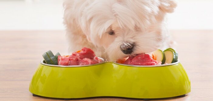 Lebensmittel für Hunde: Was darf mein Hund essen und was ist verboten?