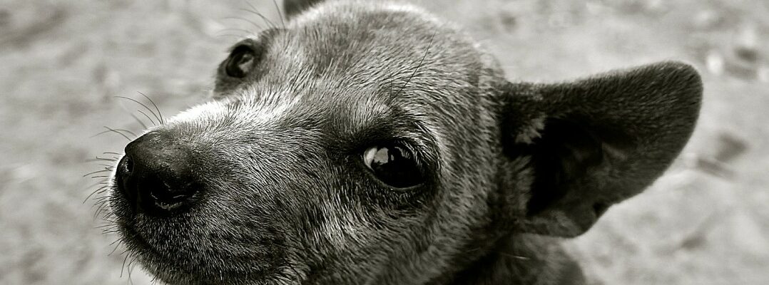 Giardien beim Hund: Ursachen, Symptome und Behandlung