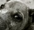 Giardien beim Hund: Ursachen, Symptome und Behandlung