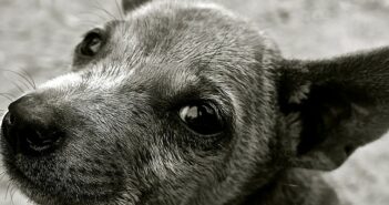 Giardien beim Hund: Ursachen, Symptome und Behandlung