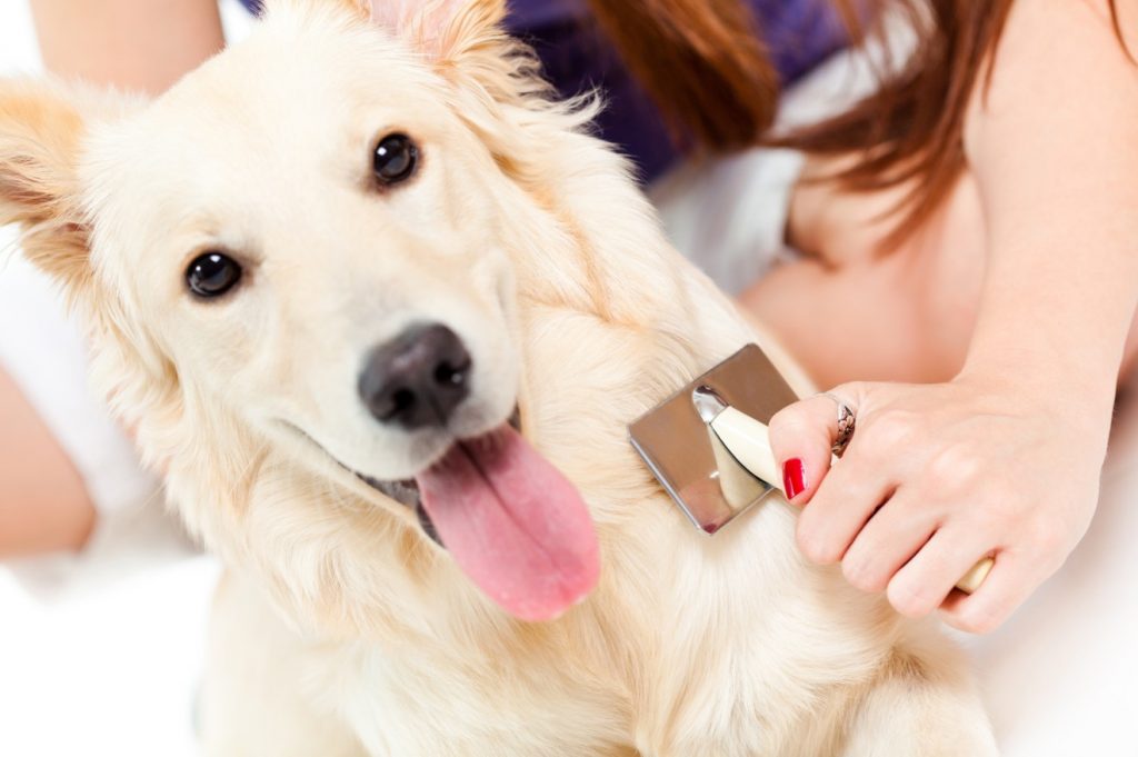 Gegen Hundehaare in der Wohnung hilft vor allem das regelmäßige Kämmen und Bürsten des Fells der Fellnase. (#1)