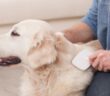 Hundehaare entfernen: 8 Tipps, die wirklich funktionieren