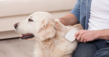 Hundehaare entfernen: 8 Tipps, die wirklich funktionieren