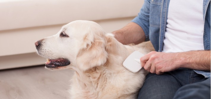 Hundehaare entfernen: 8 Tipps, die wirklich funktionieren