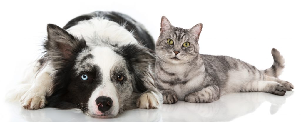 Hund und Katze: Sind Hunde wirklich besser als Katzen? (#01)