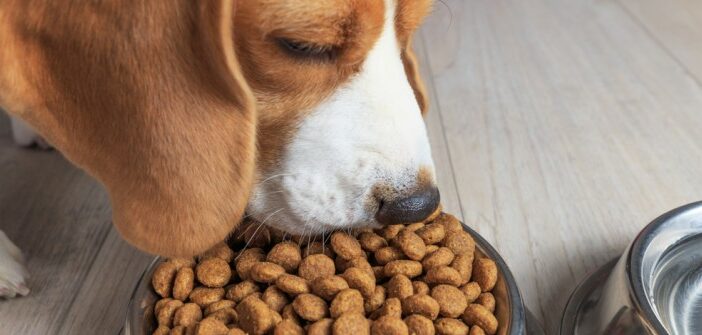 Hundefutter: Trockenfutter einweichen oder nicht