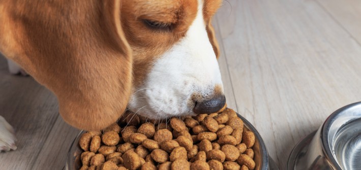 Hundefutter: Trockenfutter einweichen oder nicht