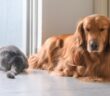 Warum Hunde besser sind als Katzen