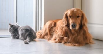 Warum Hunde besser sind als Katzen