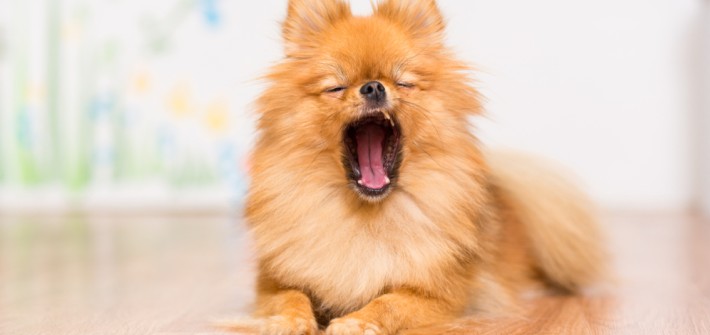 hund gähnt bedeutung