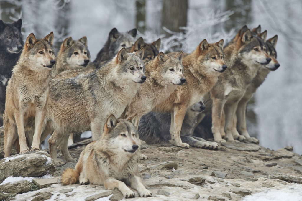 Ein Rudel Wölfe im Winter: Auch wenn der Hund vom Wolf abstammt, bellt nur der Hund. (#1)