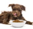 Hundefutter: Was ist wichtig?