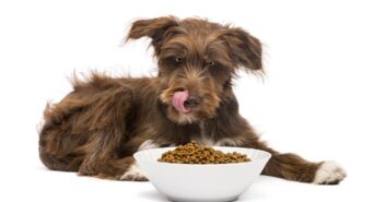 Hundefutter: Was ist wichtig?