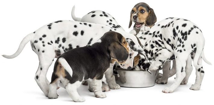 Gesundes Hundefutter ist wichtig: Aber schmecken muss es auch. (#01)