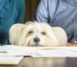 Warum Hundesteuer zahlen
