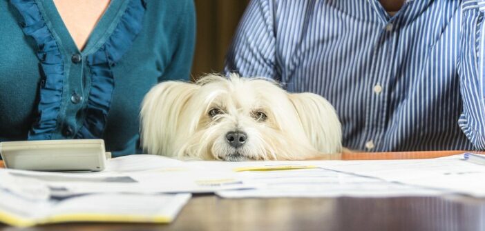 Warum Hundesteuer zahlen