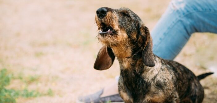 Weshalb bellen Hunde