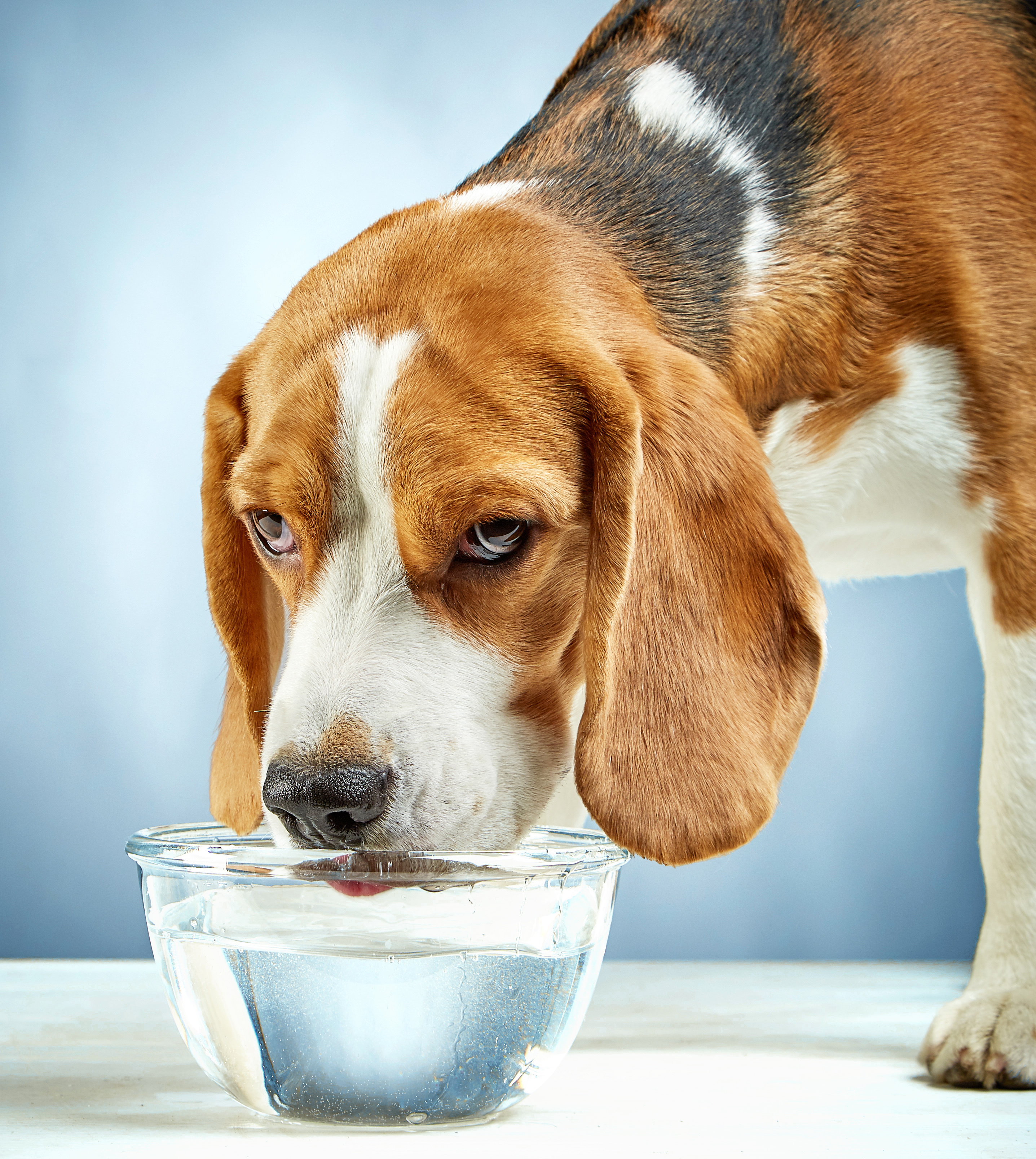 Сколько пьют собаки в день. Собака пьет. Собака пьющая воду. Попит собака.