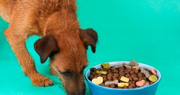 Hundefutter – wie lange haltbar? Hundefutter - wie lange haltbar?