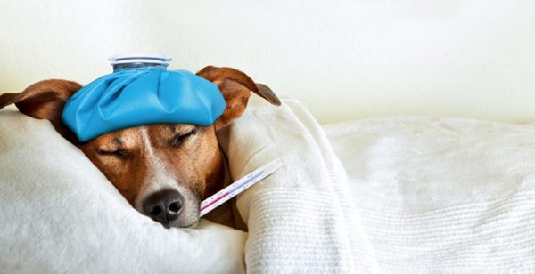 Versicherungen für den Hund Was man braucht und was nicht