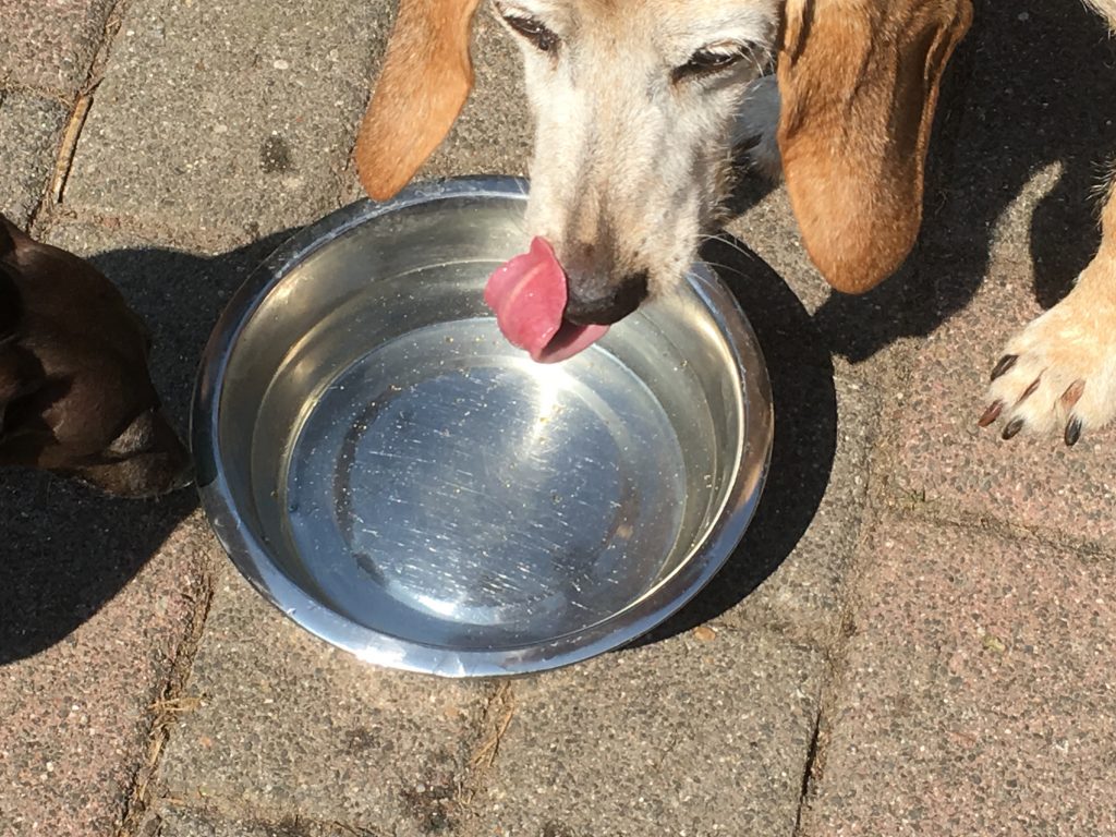 Maika trinkt das mit Schwarzkümmelöl angereicherte Wasser, At’eed schnuppert nur daran und geht wieder (#06)