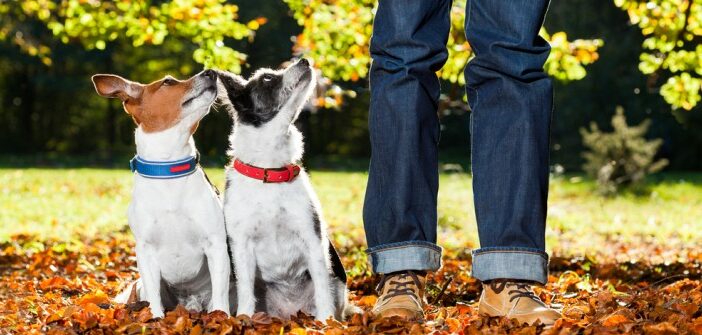 Mehrhundehaltung: Tipps, wenn der Zweithund einzieht