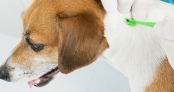 Schwarzkümmelöl für Hunde – eine Alternative gegen Zecken