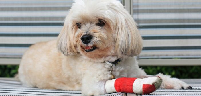 Versicherungen für den Hund: Was man braucht und was nicht