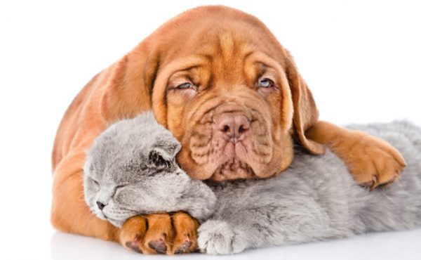 kotuntersuchung hund kosten
