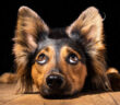 Mittelohr Verletzung beim Hund: Ursache, Symptome & Behandlung