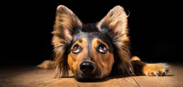 Mittelohr Verletzung beim Hund: Ursache, Symptome & Behandlung