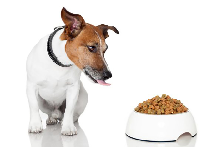 Wie lange kann man das Hundefutter stehen lassen, dass es dem Hund auch noch schmeckt? (#01)