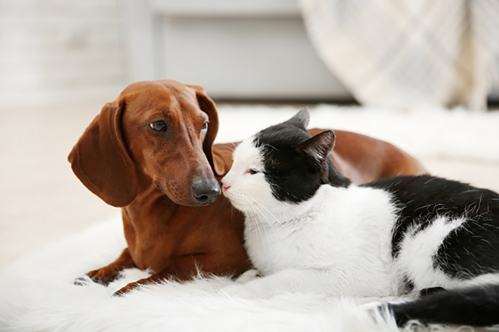 Beim Hund kommt eine Infektion mit Chlamydien eher selten vor, Katzen hingegen sind weitaus häufiger betroffen. (#02)