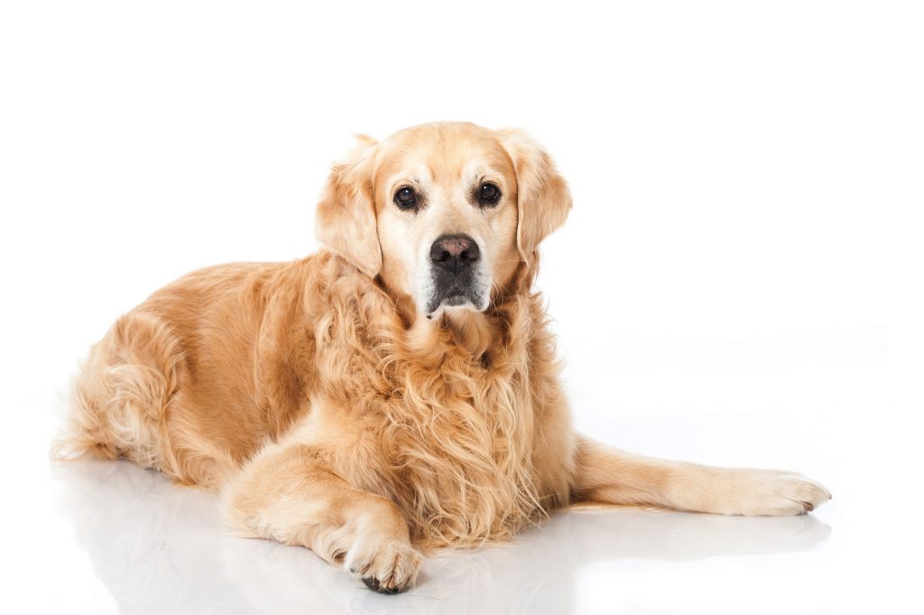 Bei älteren Hunden ist die Bindung zum Herrchen sehr wichtig