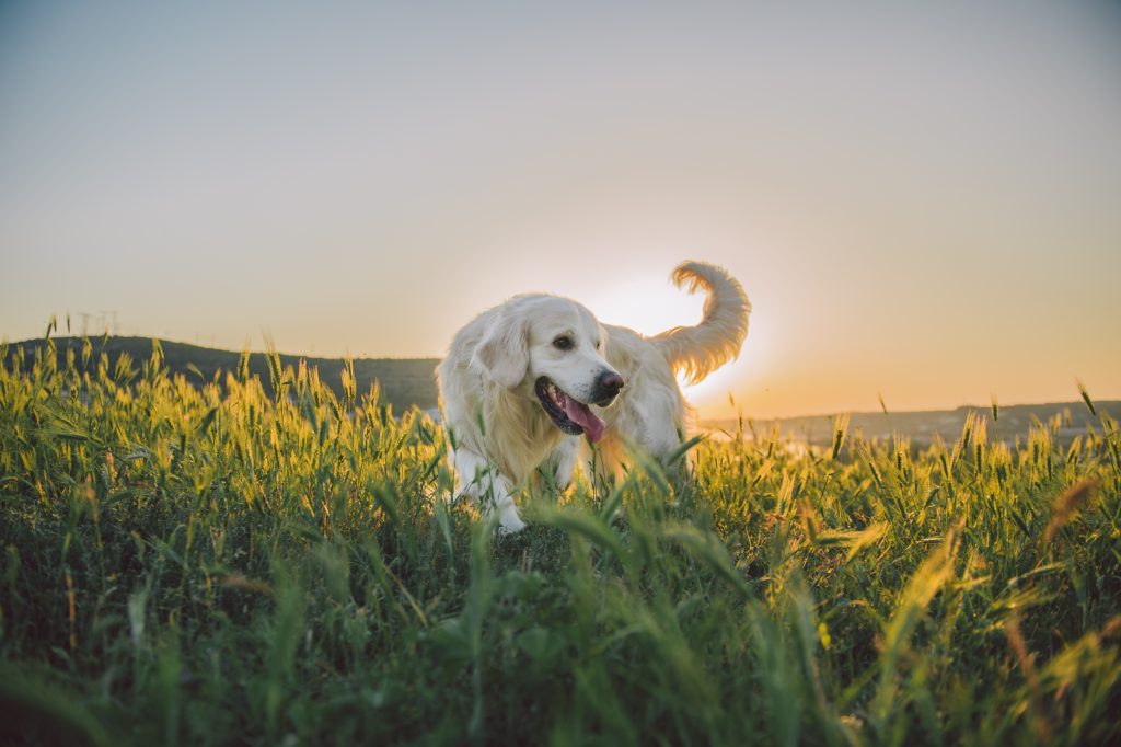 Hier darf der Hund toben aber auch gut mit ihm lernen kann man hier, keine Ablenkung, jede Menge Platz