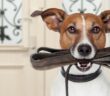 Hund ableinen: Ein sicherer Rückruf ist Grundvoraussetzung