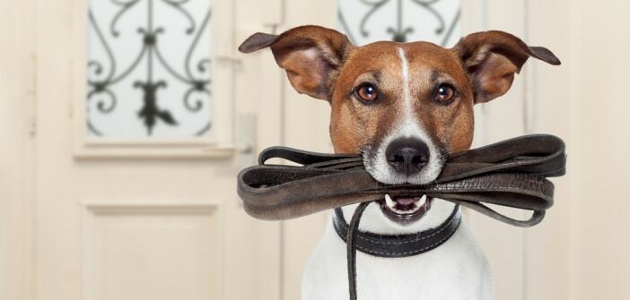 Hund ableinen: Ein sicherer Rückruf ist Grundvoraussetzung