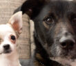 Hundesteuer FAQ: Die Antworten auf alle wichtigen Fragen