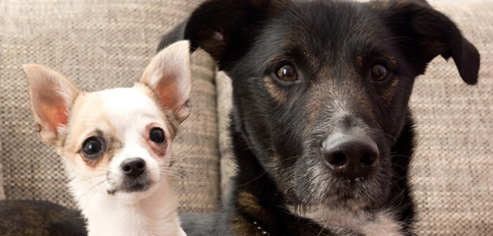 Hundesteuer FAQ: Die Antworten auf alle wichtigen Fragen