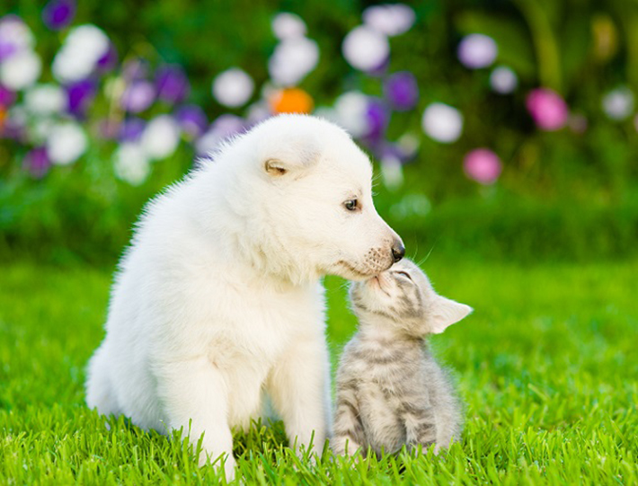 Hund Und Katze So Klappt Die Eingewöhnungszeit