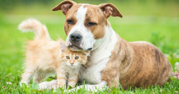 Hund und Katze: So klappt die Eingewöhnungszeit