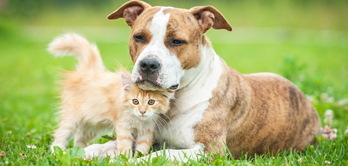 Hund Und Katze So Klappt Die Eingewöhnungszeit