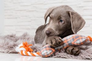 Ob in der Wohnung oder in einem Einfamilienhaus, Hunde sind anspruchsvolle Gefährten und brauchen viel Aufmerksamkeit, Bewegung und Erziehung. (#01)