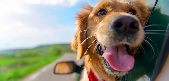 25 Hundebilder: Süße, lustige und schöne Bilder von Hunden